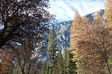Trees in Yosemite National Park