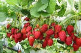 Strawberry Planting Exposed: Easily Enjoy Sweet Harvests at Home!