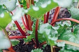 From Garden to Hearth: The Rhubarb