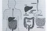 Tips To Ease Digestion