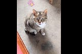 Can this cat speak better Chinese than you?