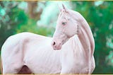 This Rare Horse Breed Will Go Extinct If not Taken Care