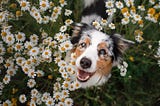 Keeping your Dog Safe this Spring