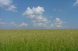 Blue sky. Yellow wheat fields