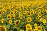 Discover MediaWiki 1.42 Features