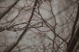 Leafless thin branches of a tree covered in dew