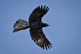 Don’t look back at the grackle with the broken wing