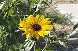 Alfalfa Butterflies and Common Sunflowers
