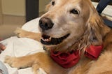 A Little Therapy Dog’s Big Life
