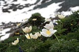 Alpine flowers