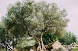 Olive Oil — History, Nutrition, Cooking