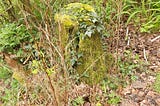 a tree trump covered with moss and ivy and surrounded by raspberries, hawthorn, etc.