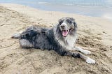 3 Important Life Lessons Learned From a Random Beach Dog