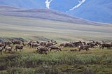 Arctic Refuge Hit With Double-Whammy: Climate Change and Oil Development