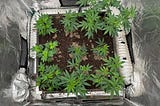 How much weed can you grow with 5,000 square feet of canopy?