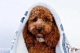 How to Tell if Your Dog is Cold?