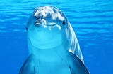 10 facts about dolphins
