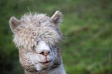 Run Llama 2 on Your CPU with Rust