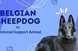 Why the Belgian Sheepdog Makes a Great Emotional Support Animal?