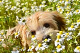 Cute innocent Havanese laying in a field of daisies-.