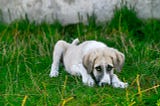 Tracheal Collapse in Dogs: Natural Treatment Options