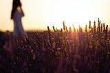 Woman at dawn in a wheat field with the sun coming up