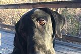 I Killed My Dog Last Week