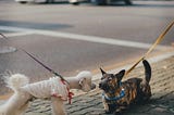 Small short-haired dogs, one white and one brown and black meet on a sidewalk for the first time. Networking is easy.