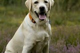 These 10 Dog Breeds Are the Most Affectionate and Loyal Companions