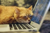 Cat sleeping with its head on laptop keyboard