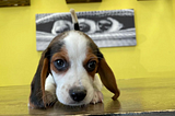 Beagle Puppies for Sale — Healthy, Adorable, Family-Friendly
