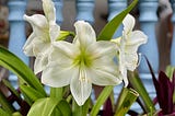 ‘Consider the Lilies