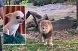 Heartstopping: Chihuahua Slipping Inside a Lion’s Den — Chihuacorner.com