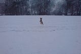The many things we can learn from dogs…