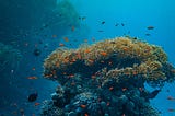 8 Ways to Help Save Coral Reefs — Ralph Thurman