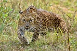 Yala National Park Safari: Untamed Adventures with Ruisha Tours
