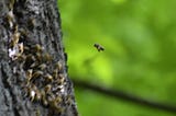 Bees Might Be an Antidote to My Increasing Irrelevance