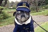 Pug dog wearing police uniform.