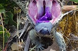 Eating! Florivorous Bobtail and the Purple Petals