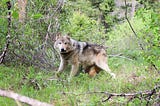 Seven things Washington residents should know about wolves