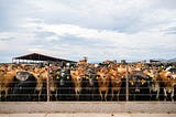 A mega-dairy is transforming Arizona’s aquifer and farming lifestyles