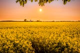Twilight sun at golden hour with rapeseed field