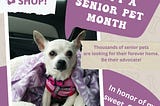 November is Adopt a Senior Pet Month