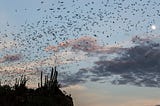 Roosting with Bats (Not a Good Idea)