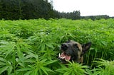 How to keep your pet safe in through the CBD boom