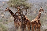 Giraffes’ Gut Microbiome Communities Determined By Species, Not Diet