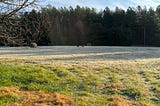 A frosty hay field with rolled bails of hay and our two dogs with a mixed tree forest in the background and a barren cherry tree in the foreground.