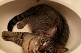 Cat sprawled in sink.