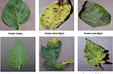 Week 1 — Plant Disease Detection