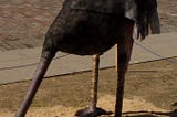 Ostrich with its head stuck into the ground.